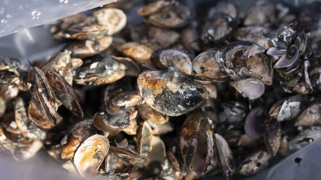 Die Kantone Schaffhausen und Thurgau wollen im Rhein Quaggmuscheln entfernen. Eine grossflächige Beseitigung wird es aber nicht geben. ((Archivbild)