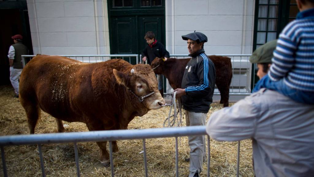 Ein entlaufener Limousin-Bulle sorgte für Aufregung im Kanton Neuenburg. (Symbolbild)