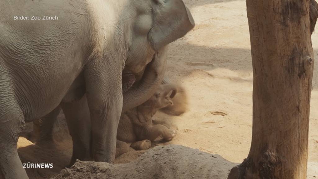 Zoo Zürich schläfert Elefantenbaby ein