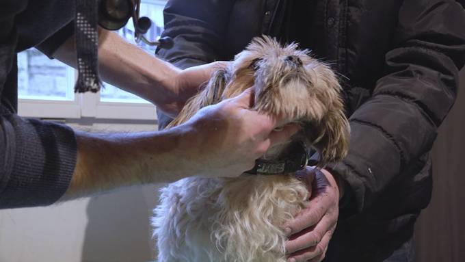 Gratis-Termine: Gassentierarzt Tobias Müller hilft Tieren von Armutsbetroffenen