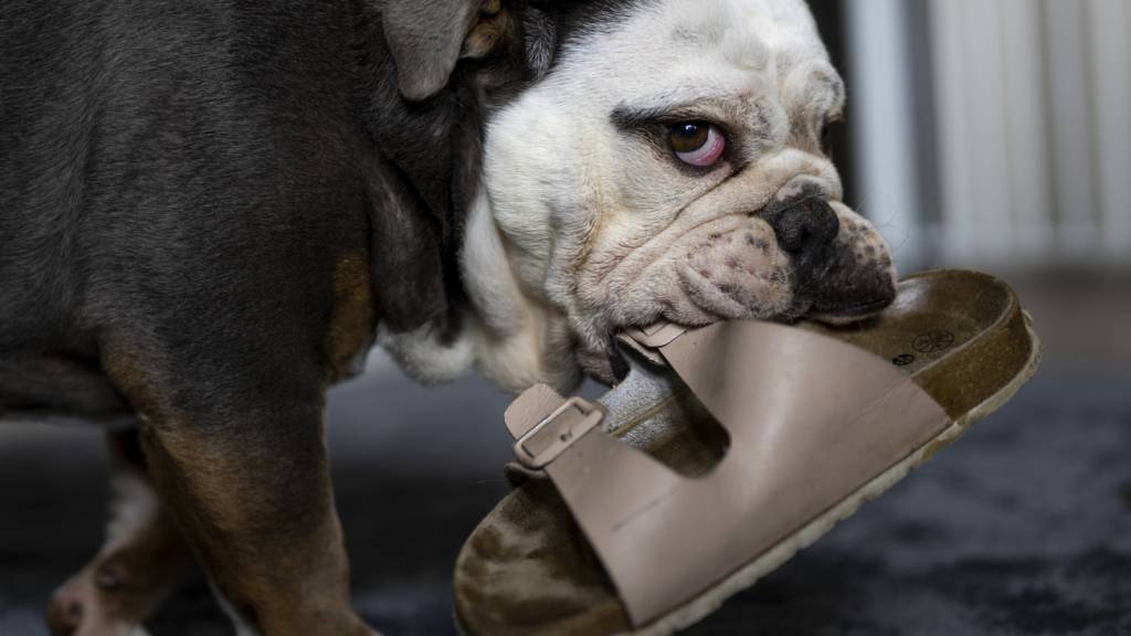 Die St. Galler Staatsanwaltschaft bestraft einen Hundehalter, weil er seine Bulldogge vernachlässigte.