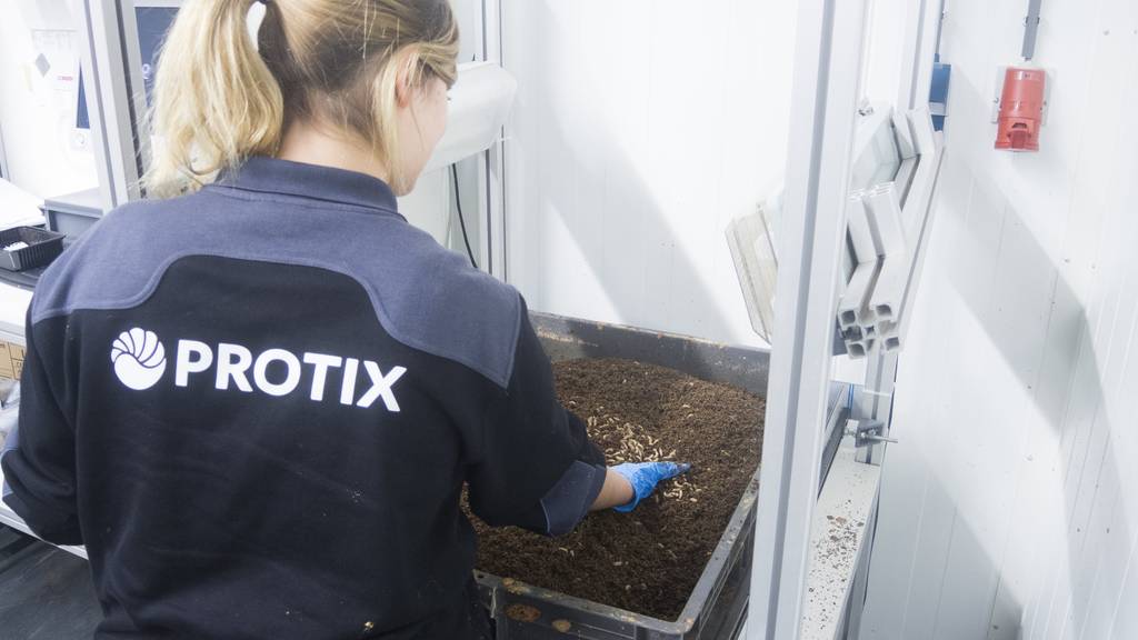 Die Firma Protix hat jahrelange Erfahrung in der Haltung und Verarbeitung von Insekten. (Bild: zVg)