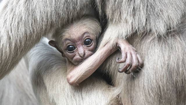 Gibbon-Affenbaby trotz Antibabypille