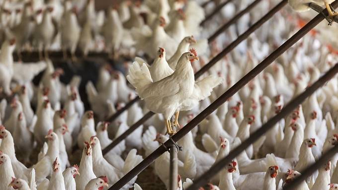 Bundesrat sucht Wege gegen wirkungslose Antibiotika