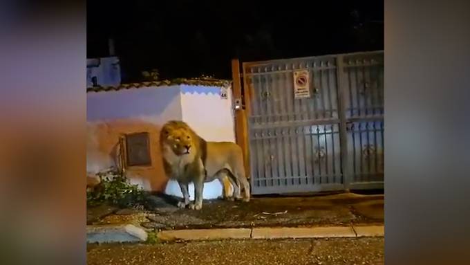 Löwe büxt aus Zirkus aus und streunt stundenlang durch italienische Stadt