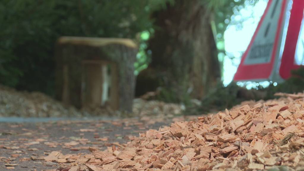Die OHA macht an der Ausstellung den Wald erlebbar