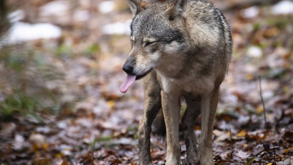 Der Kanton Graubünden erhält grünes Licht vom Bund für die Wolfsjagd. Ab September dürfen in zahlreichen Rudeln Wölfe geschossen und ein ganzes Rudel komplett entfernt werden. (Archivbild)