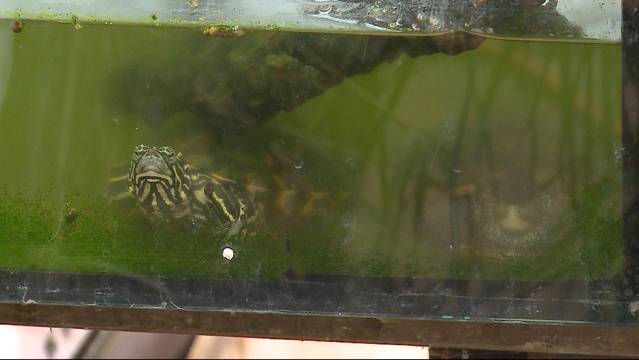 Happy End für verwahrloste Schildkröten