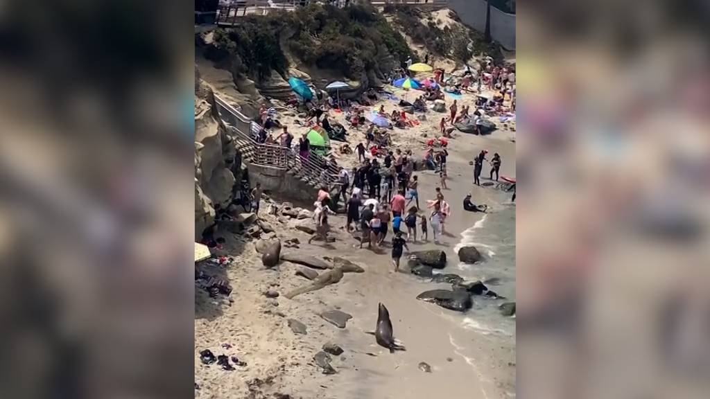 Seelöwen verjagen Strandbesucher in San Diego – Video geht viral