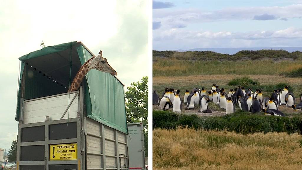 Giraffen-Transport / Königspinguine auf Abwegen