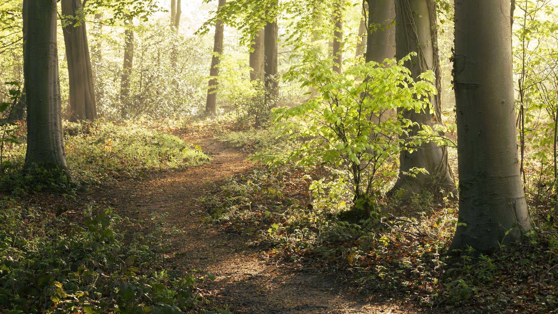 Als Holzweg wird der Weg bezeichnet, der dazu dient, gefälltes Holz aus dem Wald zu schaffen.