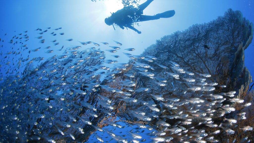 Die Seychellen sind bekannt für Tauch- und Schnorchelferien. (Archivbild)