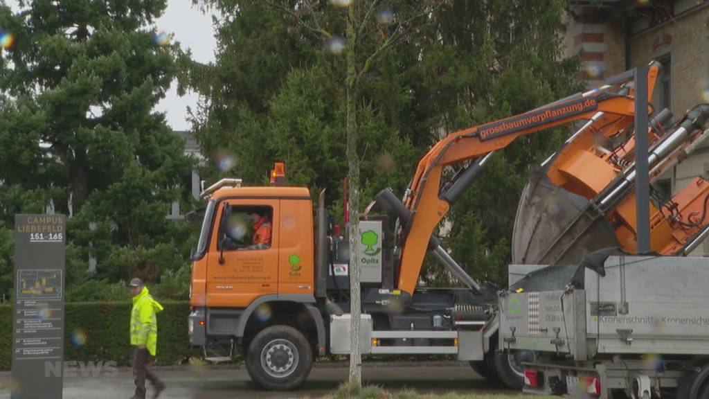 Baumzüglete wegen BAG-Ausbau