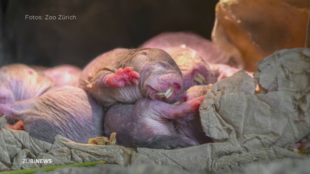 Nacktmulle im Zoo Zürich kuscheln gegen die Kälte