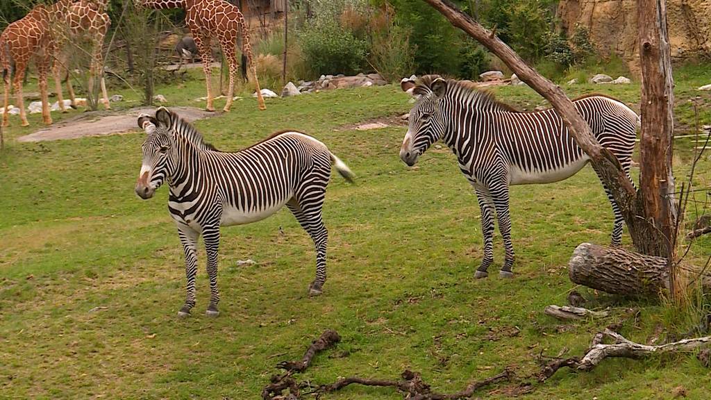 Grevyzebras