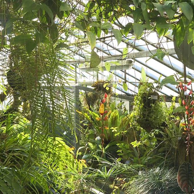 «Grosser Frust»: Im Botanischen Garten Bern werden öfters Pflanzen geklaut