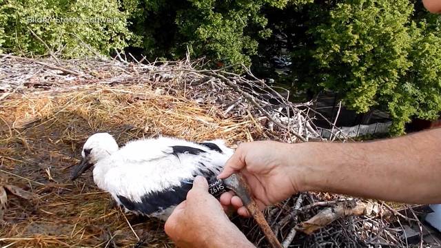 Stellt sich nur tot: Jungstorch wird beringt