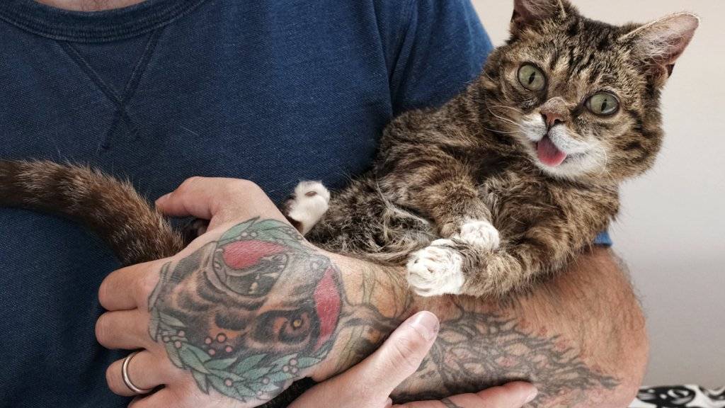 So süss: Die Katze Lil Bub auf dem Arm ihres Besitzers bei einer Katzenschau in in Pasadena (USA).