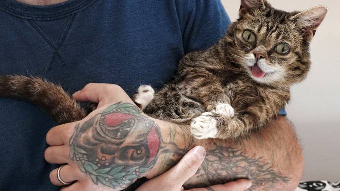 Lil Bub ist wegen zwei Gen-Defekten süss