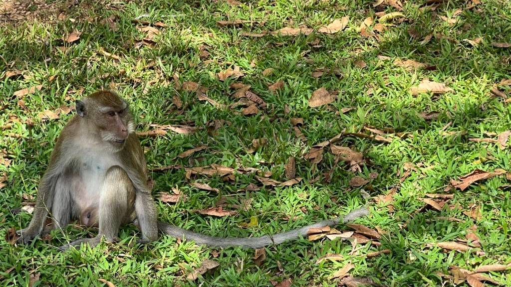 ARCHIV - Ein Langschwanzmakake sitzt im «Monkey Temple» - Wat Sok Tham Phanthurat - in der Provinz Surat Thani in Thailand. Foto: Carola Frentzen/dpa