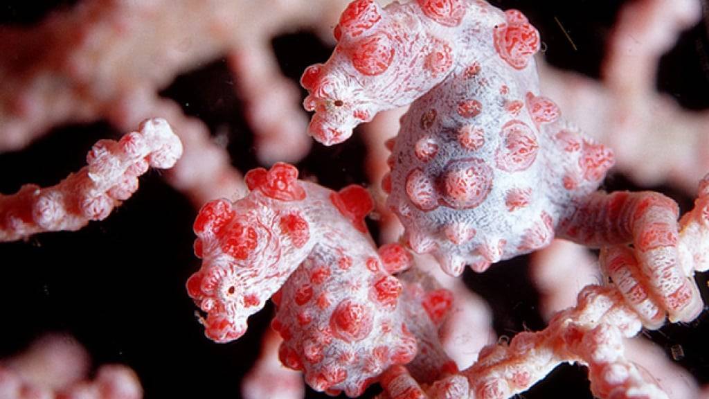 Zwerg-Seepferdchen sind zwischen Gorgonien-Korallen perfekt getarnt. Mit einer Größe von etwa zwei Zentimetern zählen Zwerg-Seepferdchen - auch Pygmäenseepferdchen genannt - zu den kleinsten Wirbeltieren weltweit.