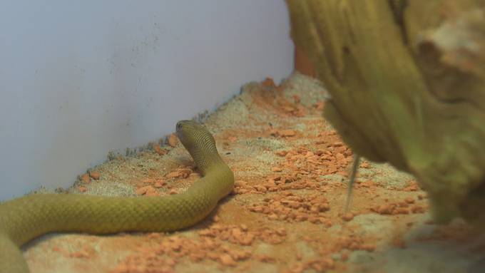 Inlandtaipan: Die giftigste Landschlange der Welt ist im Thurgau
