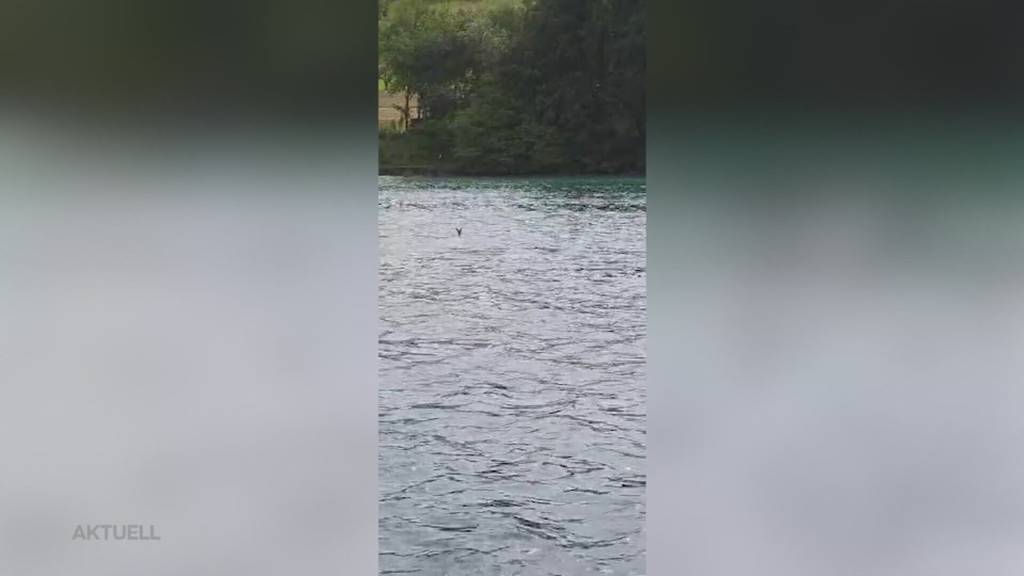 Schwimmendes Reh: Kursschiff-Besatzung hilft dem Tier aus dem Hallwilerse