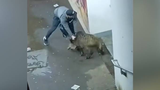 Kurioses Video aus Deutschland: Mann ringt mit Wildschwein in Unterführung