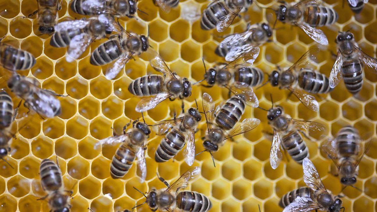 Bienen Honig