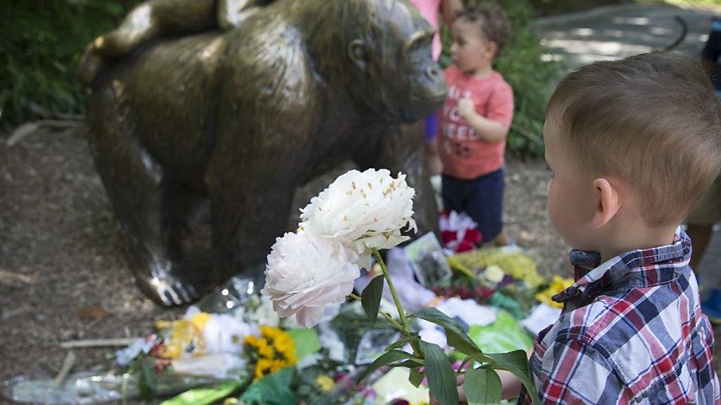 Gedenken bei der Gorilla-Statue: Ein Knabe bringt Blumen zum Zoo von Cincinnati, wo Silberrücken Harambe erschossen worden war.
