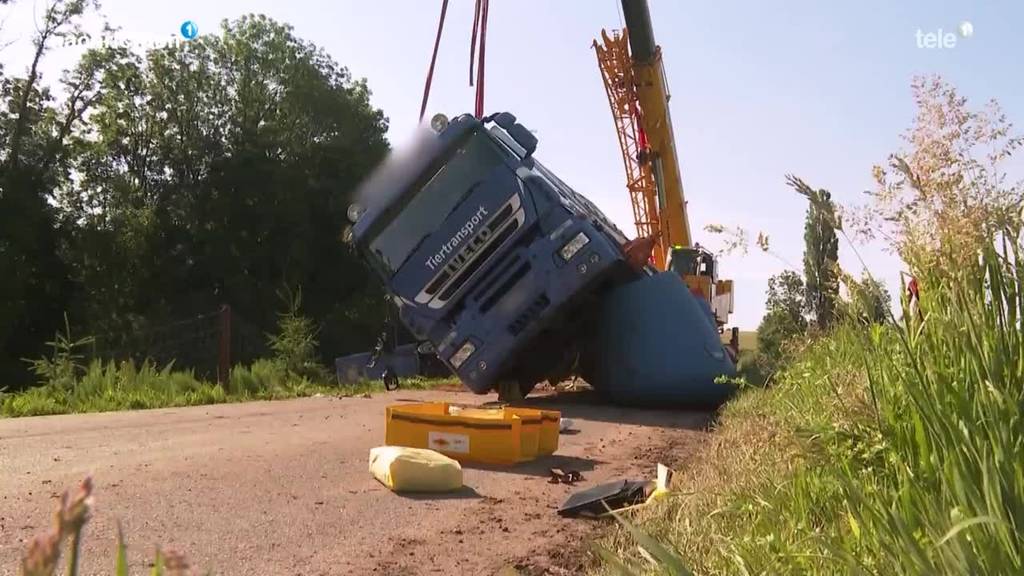 Seches Schweine sterben bei Schweinetransporter-Unfall