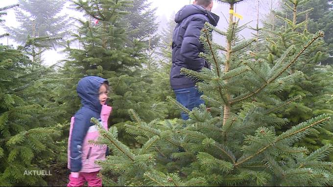 Weihnachtsbaum-Boom aufgrund von Corona