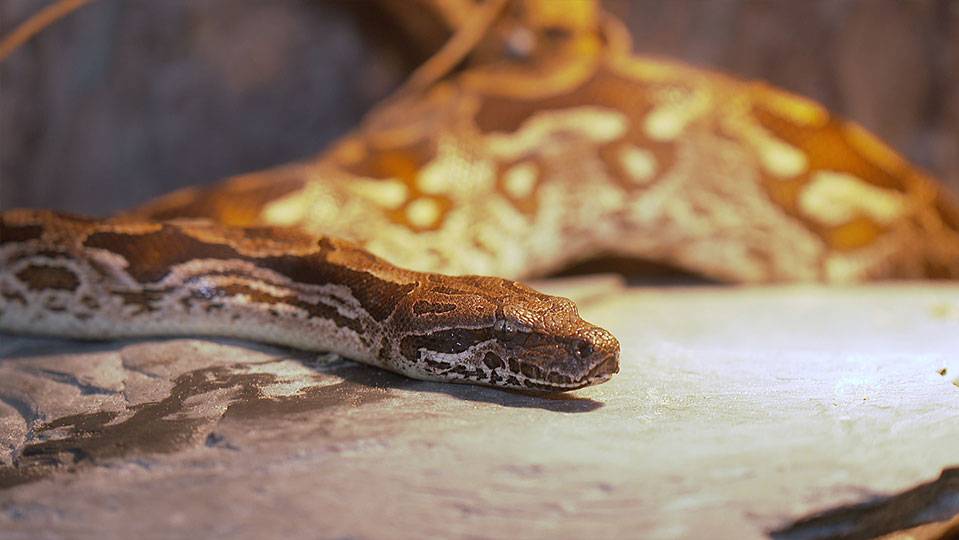 Madagaskarboa