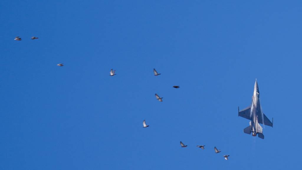 ARCHIV - Das Kampfflugzeug F-16 der US-Luftwaffe fliegt an Vögeln vorbei, während es auf der Dubai Air Show in Dubai akrobatische Manöver durchführt. Foto: Altaf Qadri/AP/dpa