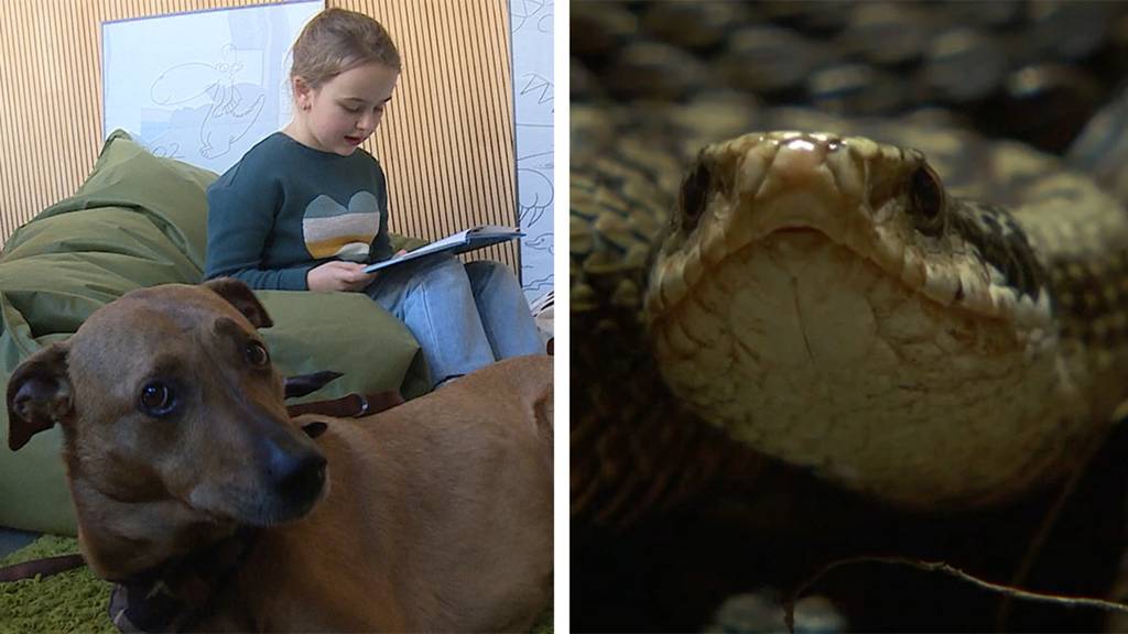 Lesehund / Reptil des Jahres