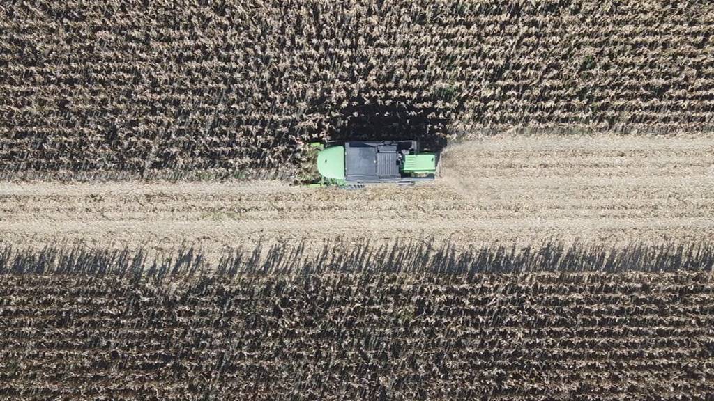 Kolbengewächs als Mythos: So wird der Rheintaler Ribelmais geerntet