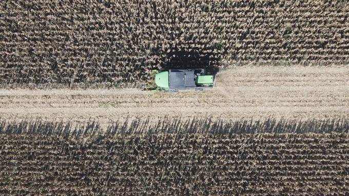 Kolbengewächs als Mythos: So wird der Rheintaler Ribelmais geerntet