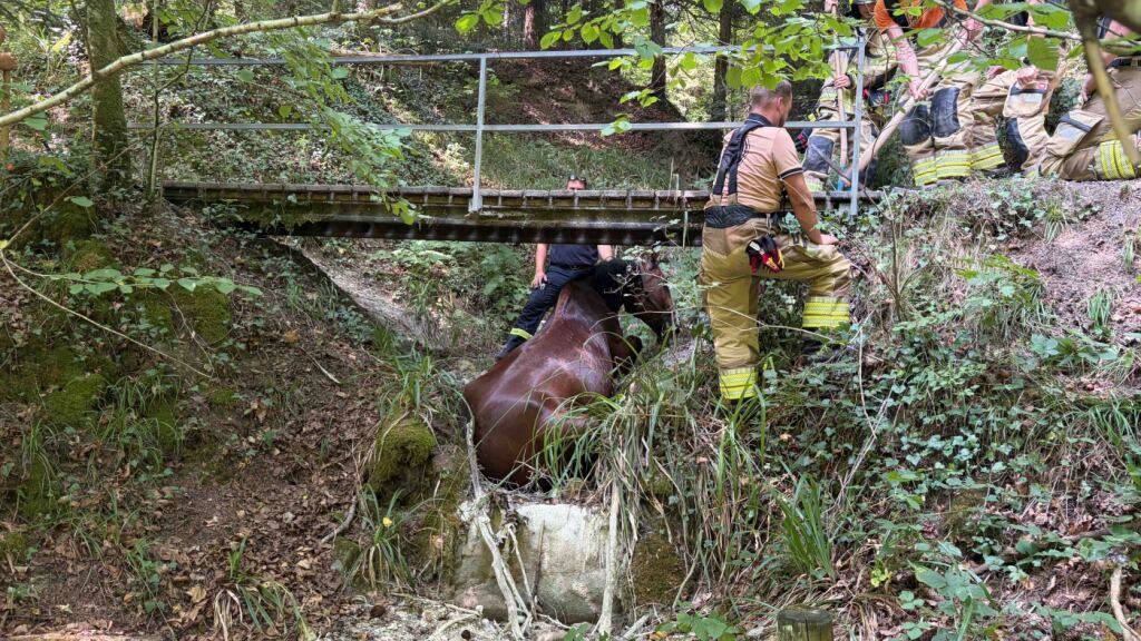 In Baar ZG waren am Sonntag mehrere Einsatzkräfte für die Bergung eines Pferdes im Zulauf der Lorze im Einsatz.