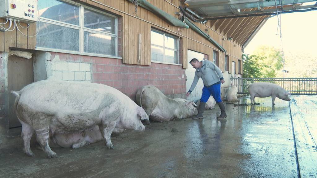 Mit Luftwäsche-Anlage gegen Schweinegestank