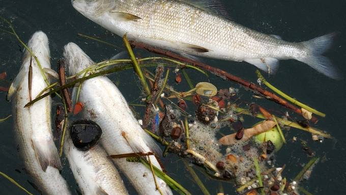 Fischerei-Verband spricht von einem Fischsterben «historischen Ausmasses»