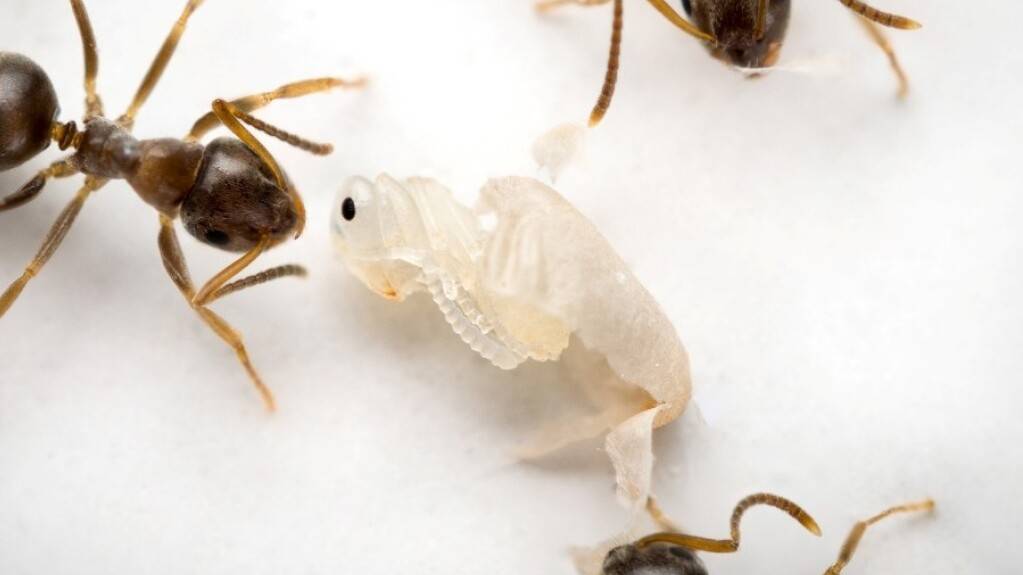 Wenn Ameisen einen bestimmten Geruch an ihrer Brut wahrnehmen, töten sie sie.