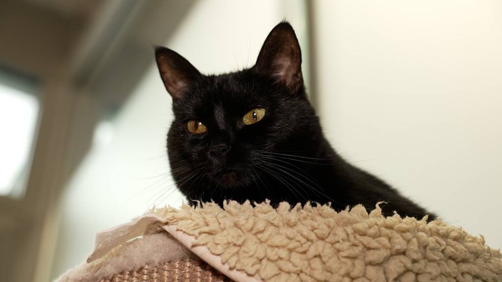 Blacky