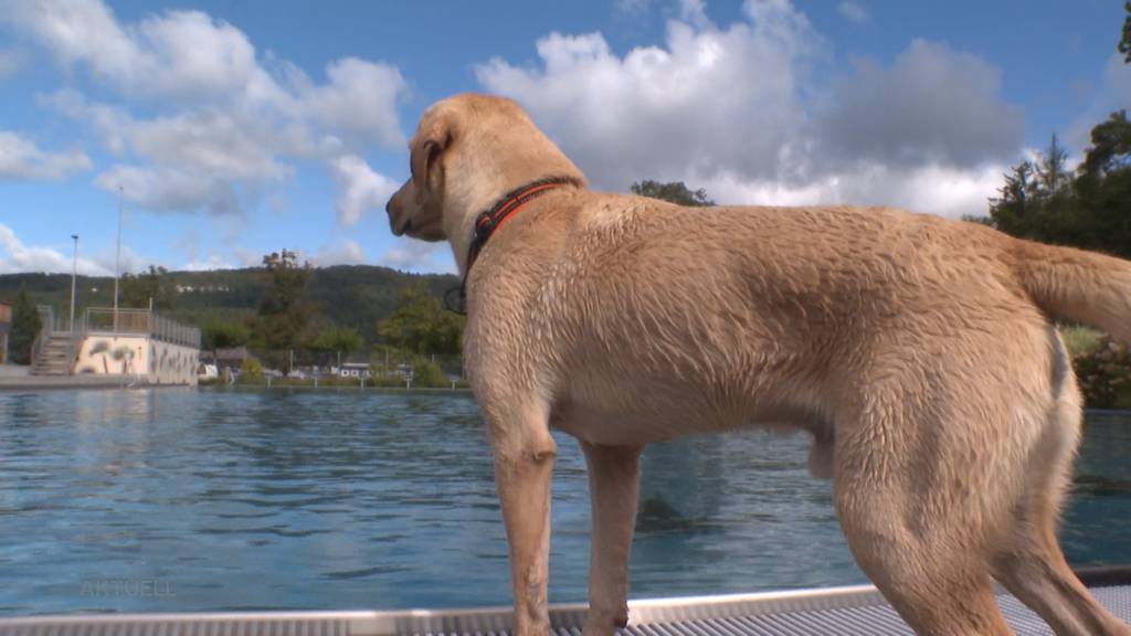 Reinspringen, planschen, Fangis spielen: Hunde machen die Badi unsicher