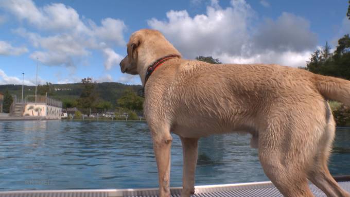 Reinspringen, planschen, Fangis spielen: Hunde machen die Badi unsicher