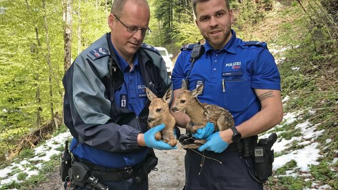 Stadtpolizei rettet zwei Rehkitze