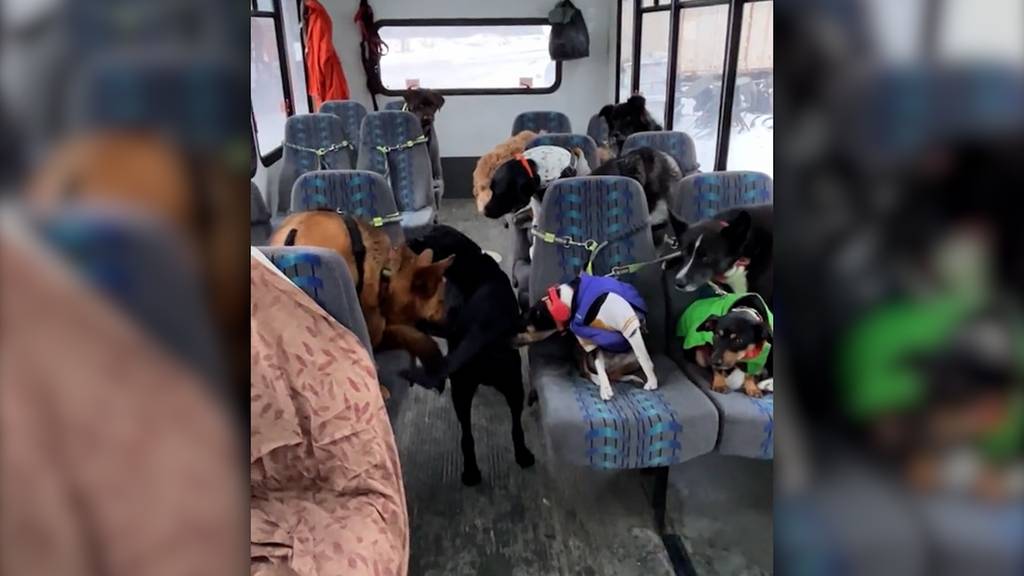 Bitte einsteigen – diese Hunde wissen genau, wo ihr Platz im Bus ist