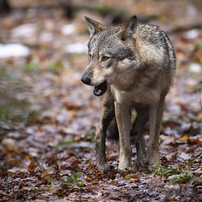 Wütet wieder der Wolf im Aargau? Mehrere gerissene Schafe im Mai