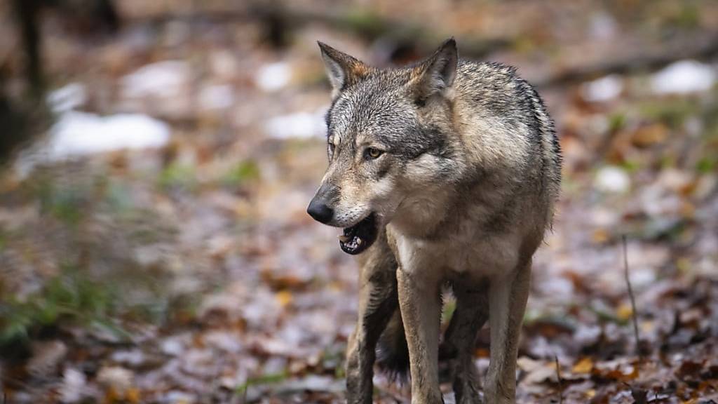 Die Glarner Jägerinnen und Jäger sollen künftig die Wildhut bei der Wolfsjagd unterstützen können. Dies verlangt die SVP-Fraktion in einem Postulat. (Archivbild)