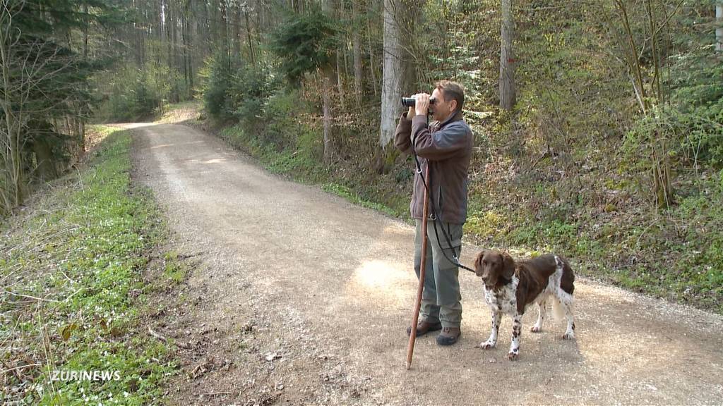 Jagdaufseher fordern Leinenpflicht zum Schutz der Rehe