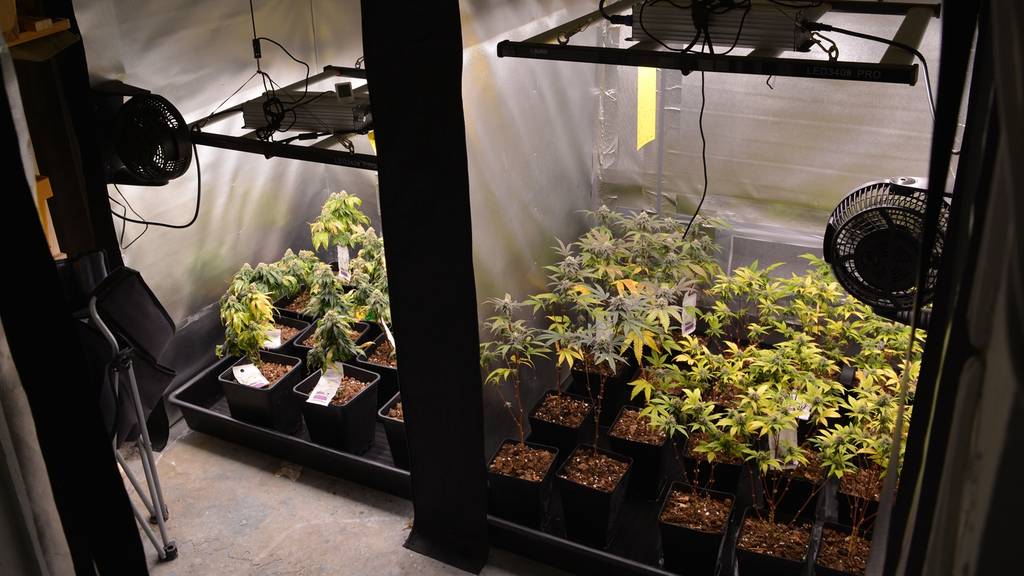 Indoor-Hanfplantage in Hobbyraum: Über 100 Pflanzen sichergestellt